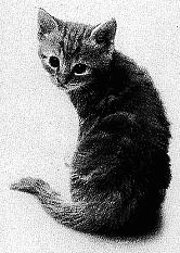 logo sos felinos
